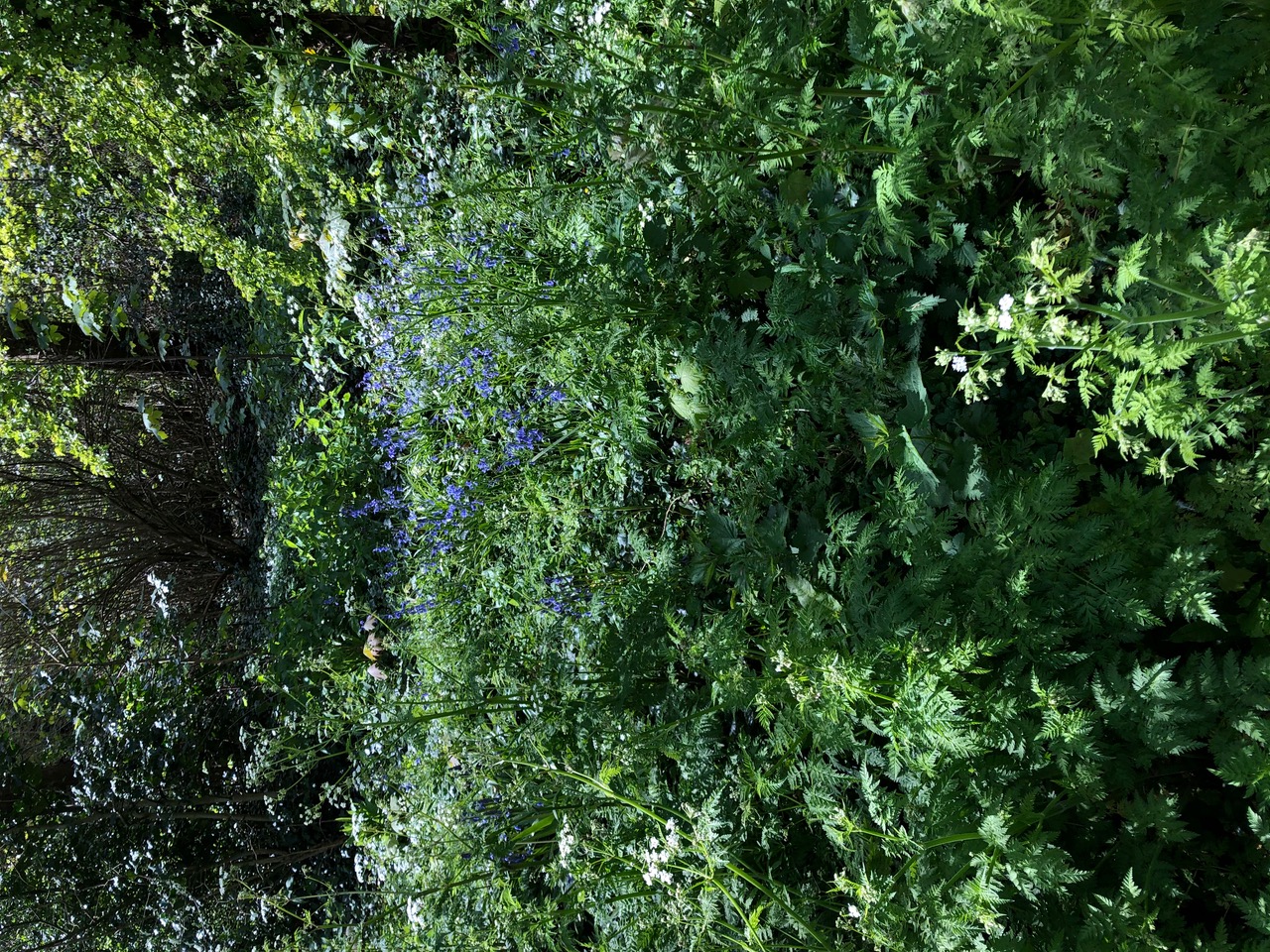 IMG_5809.jpeg