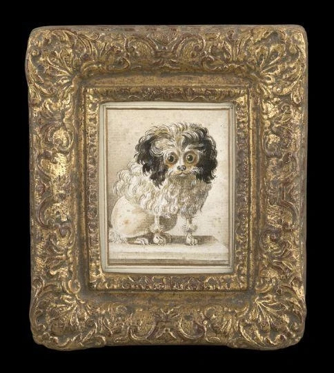 delamarre-wide-eyed-poodle.jpeg
