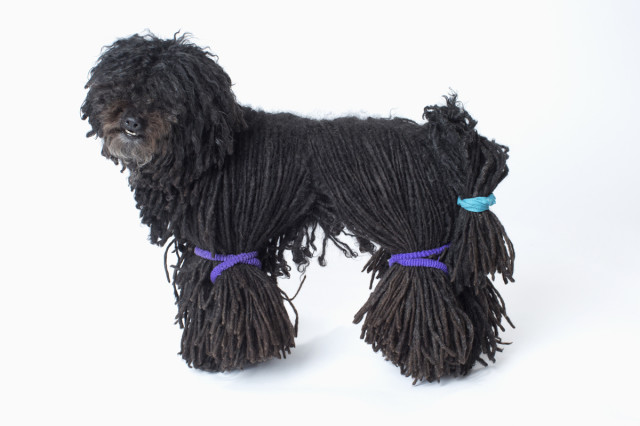Westminster-Black-Dog-Puli-640x426.jpg