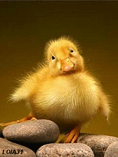 eae5cc38302d89264a91bf6cf0c2714f.gif