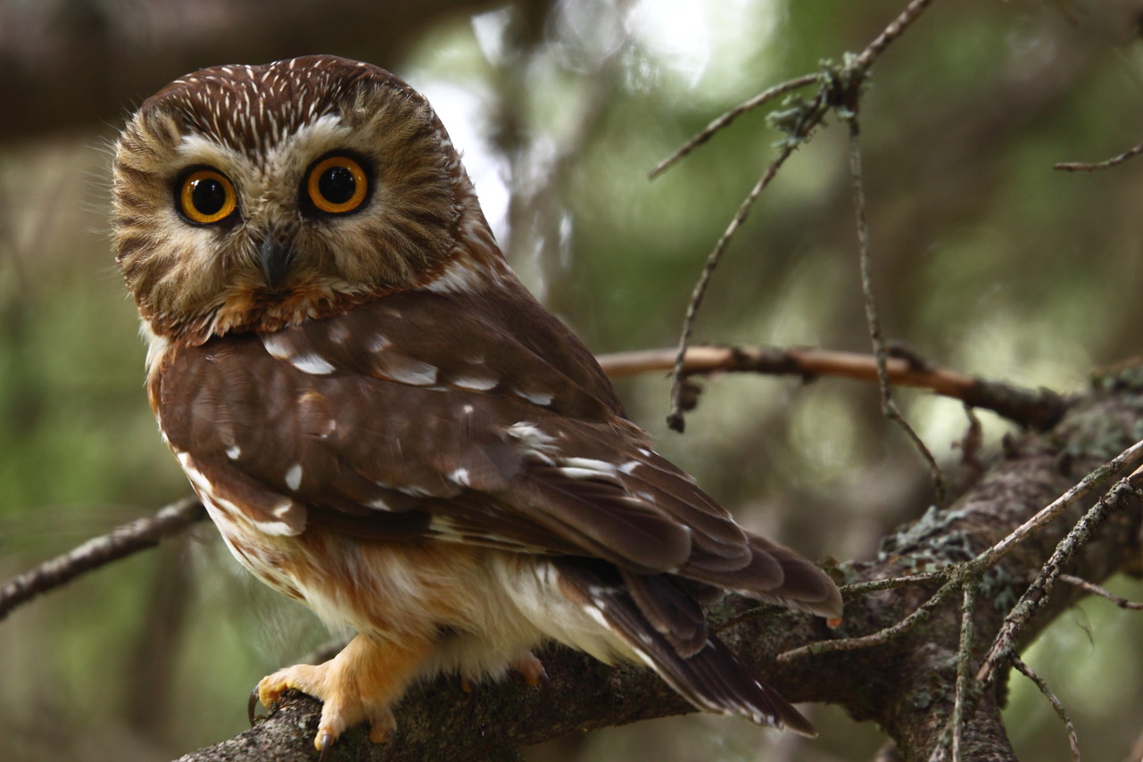 Male_Northern_Saw-whet_Owl_%287364047820%29.jpeg
