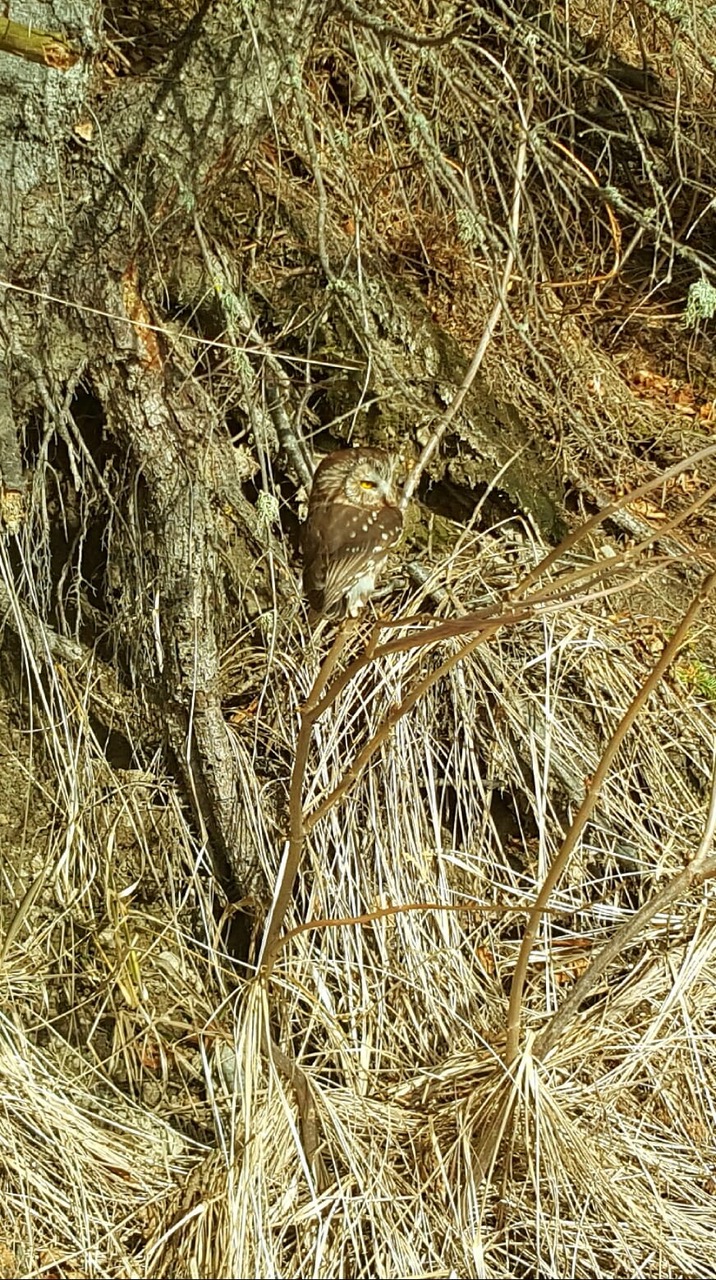 Northern_saw-whet_owl_in_brush.jpeg