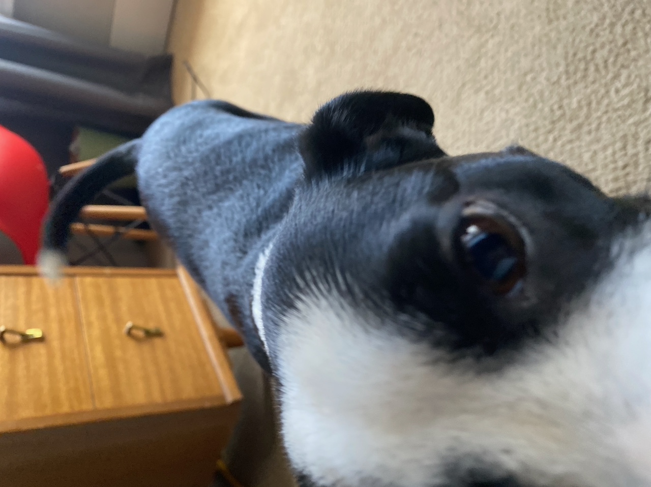 67018498983__208860E2-5695-43F3-B7B5-D81EC7D58B02.jpeg