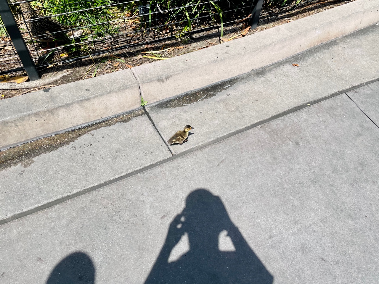 IMG_3699.jpeg