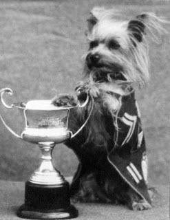 smoky-war-dog-hero.jpg