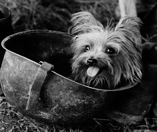 yorkie-doodle-dandy.jpg