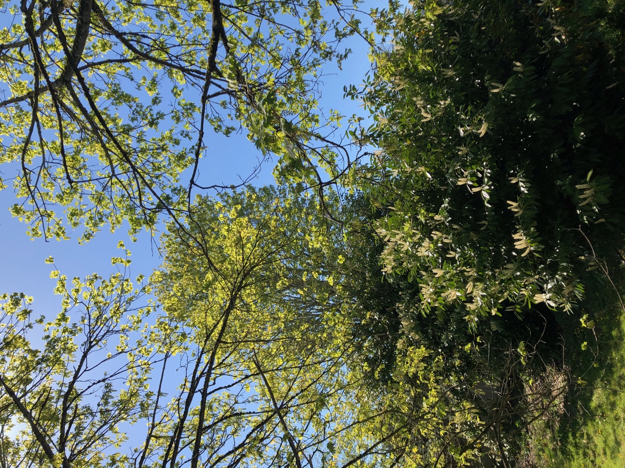 IMG_4154.jpeg