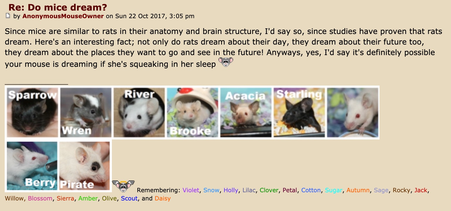 future+tripping+rats.jpeg