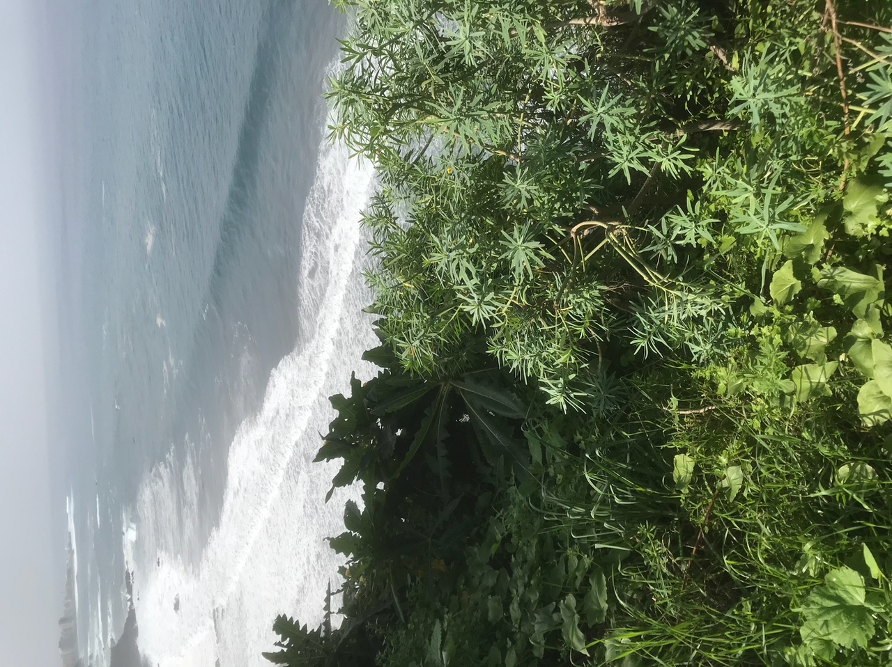 IMG_2006.jpeg