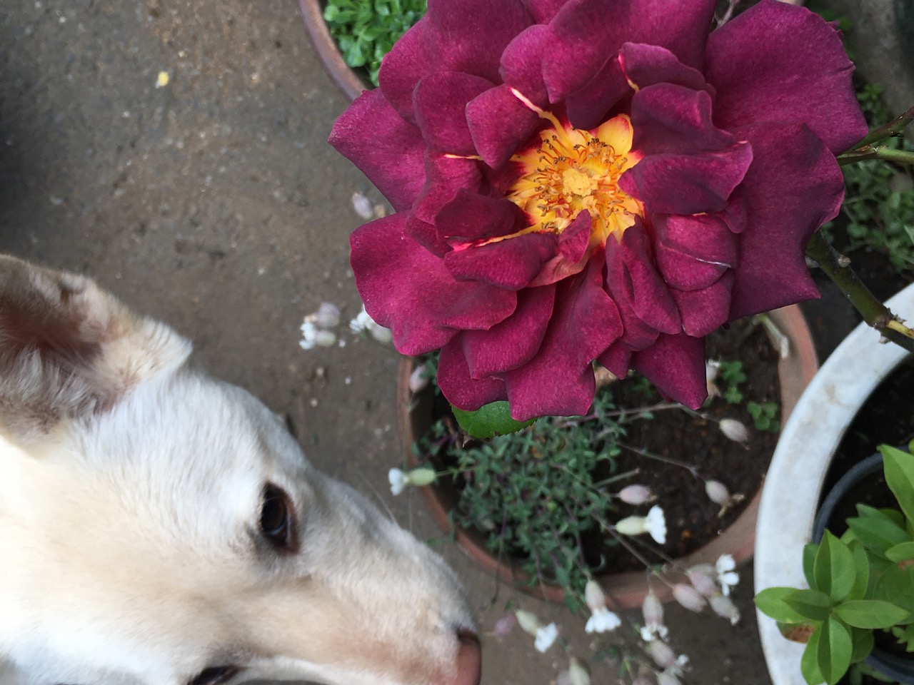 IMG_5610.jpeg