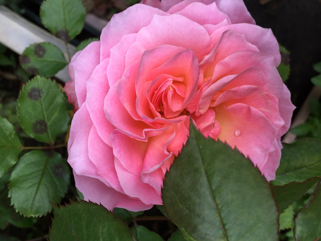 IMG_5620.jpeg