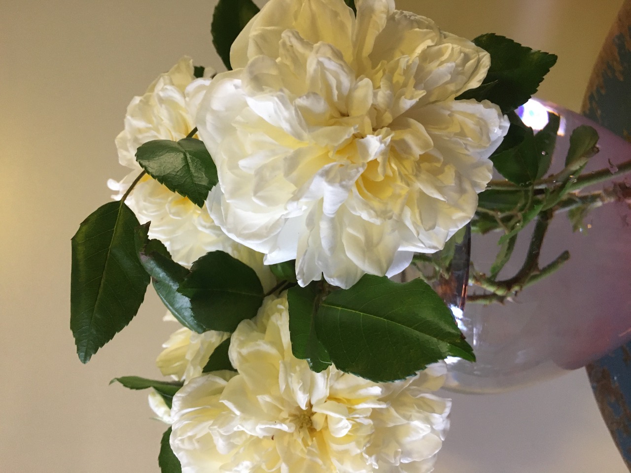 IMG_5721.jpeg