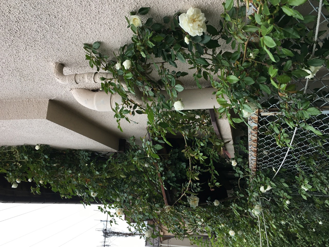 IMG_5724.jpeg