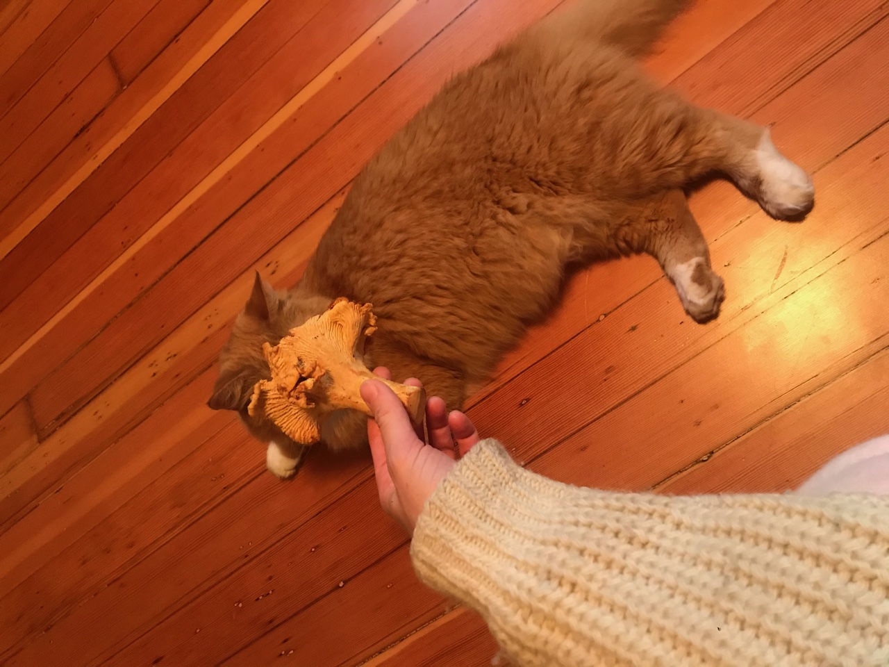 IMG_3267.jpeg