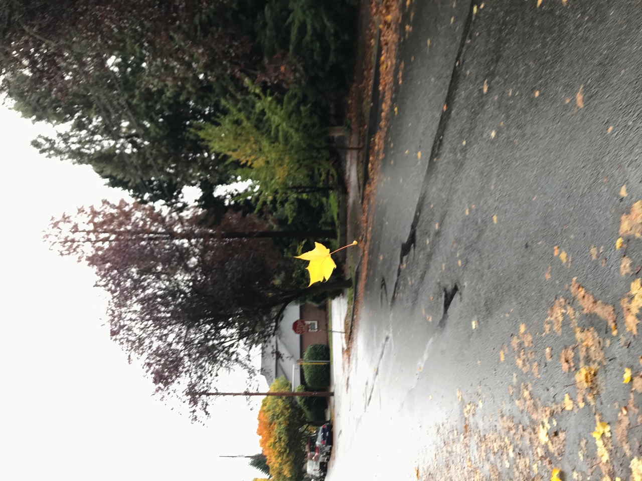 IMG_3324.jpeg