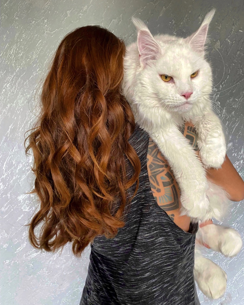 mainecoon_38.jpg.jpeg