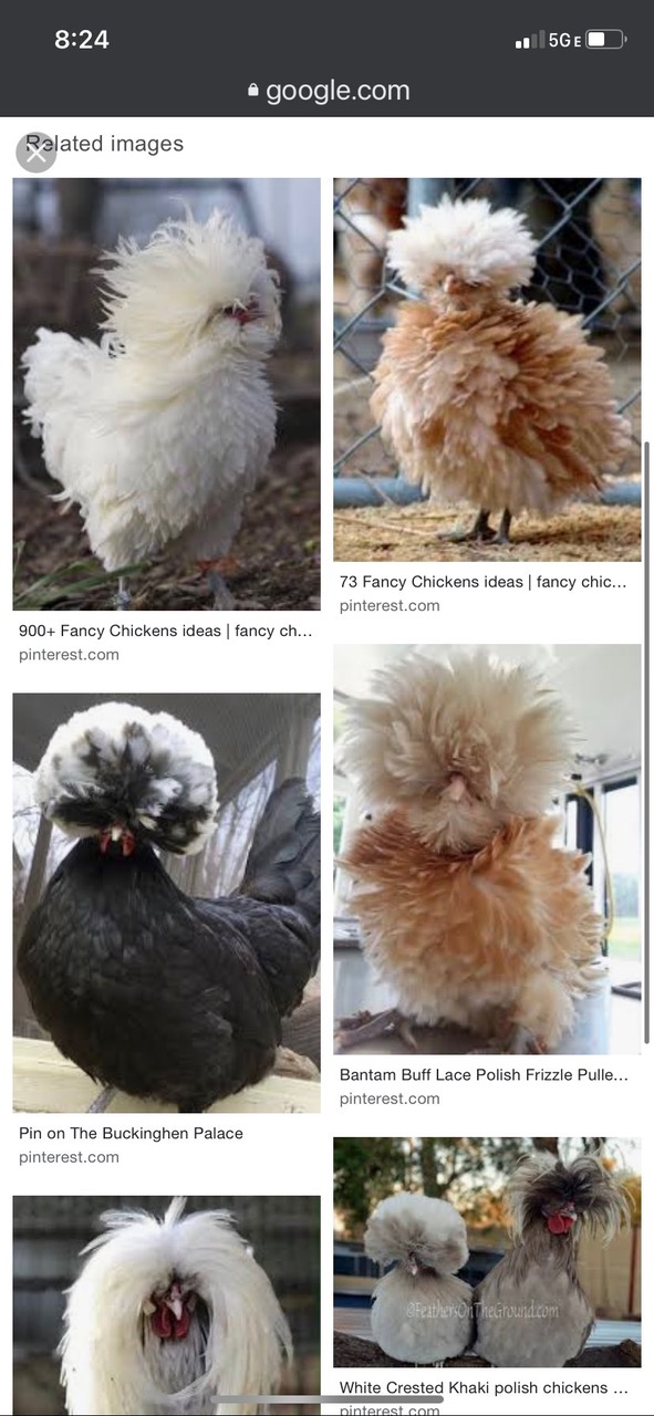 oRanukOp.jpg-large.jpeg