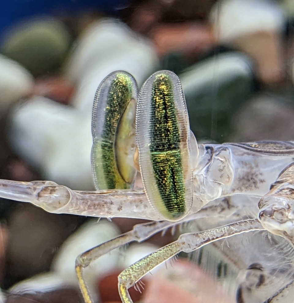 Mantis_shrimp_eyes.jpeg