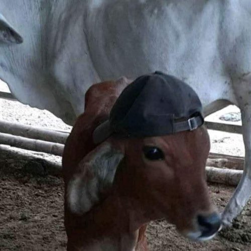FEQYOWGXsAo3xet.jpeg