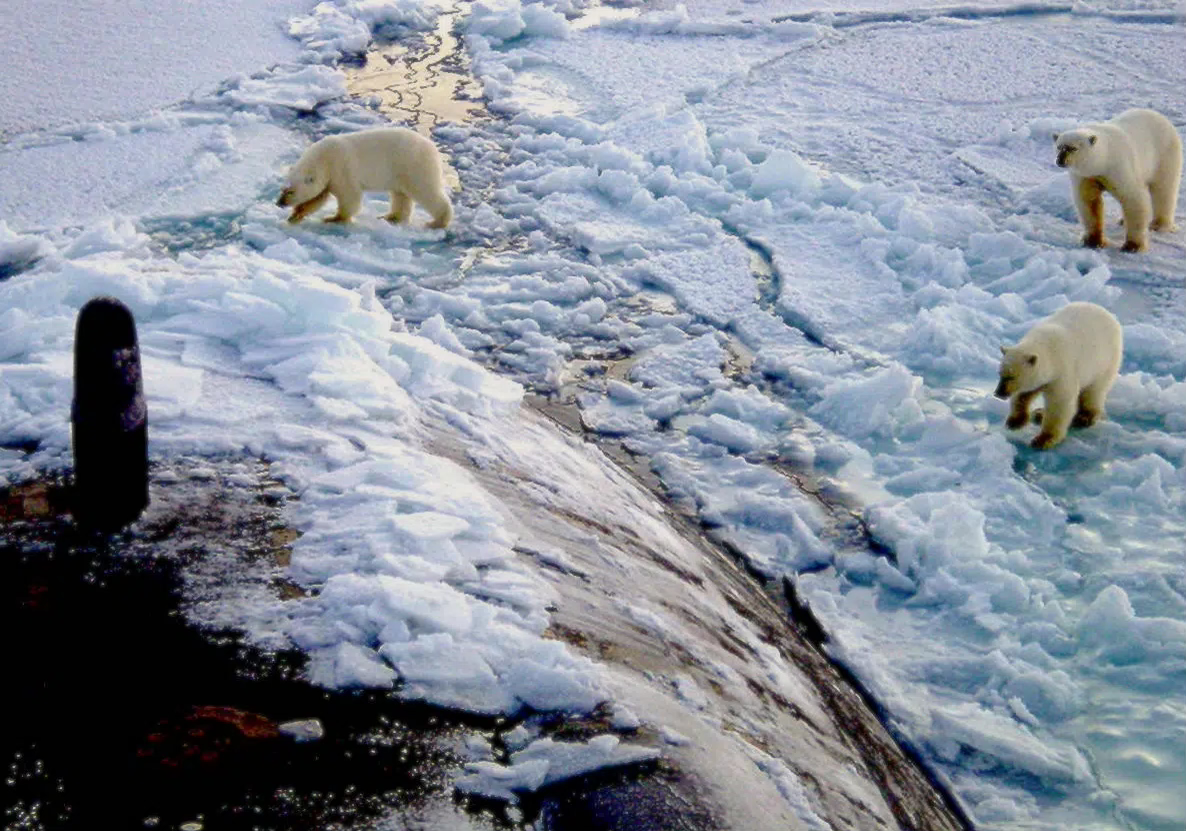 Polar_bears_near_north_pole.jpeg.png