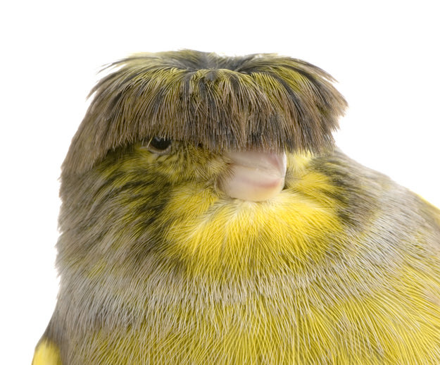 FYOJSgoXgAAISz6.jpeg