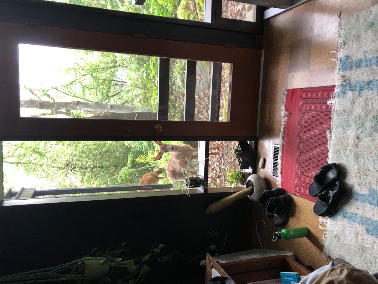 IMG_7366.jpeg