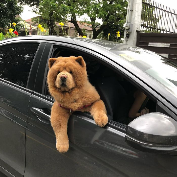 People-do-not-know-how-to-deal-with-the-dog-teddy-bear-that-already-has-430-thousand-followers-5e6899d958bc1__700.png