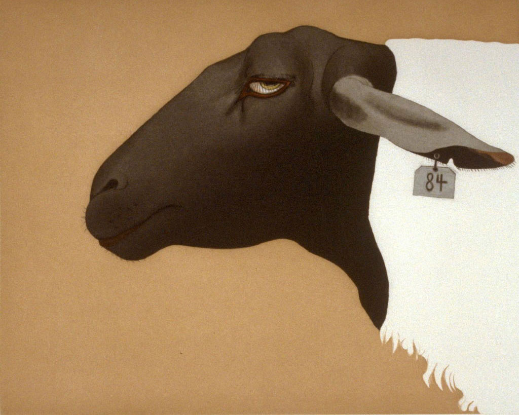 beth-van-hoesen-suffolk-sheep-enlarged-image-artline.jpg