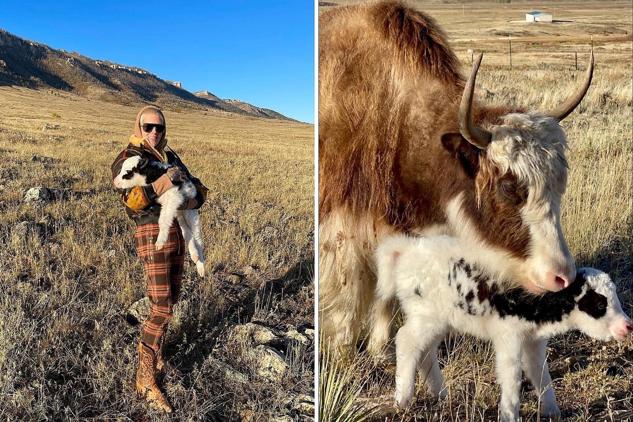 attachment-Jeffree-Baby-Yak.jpeg