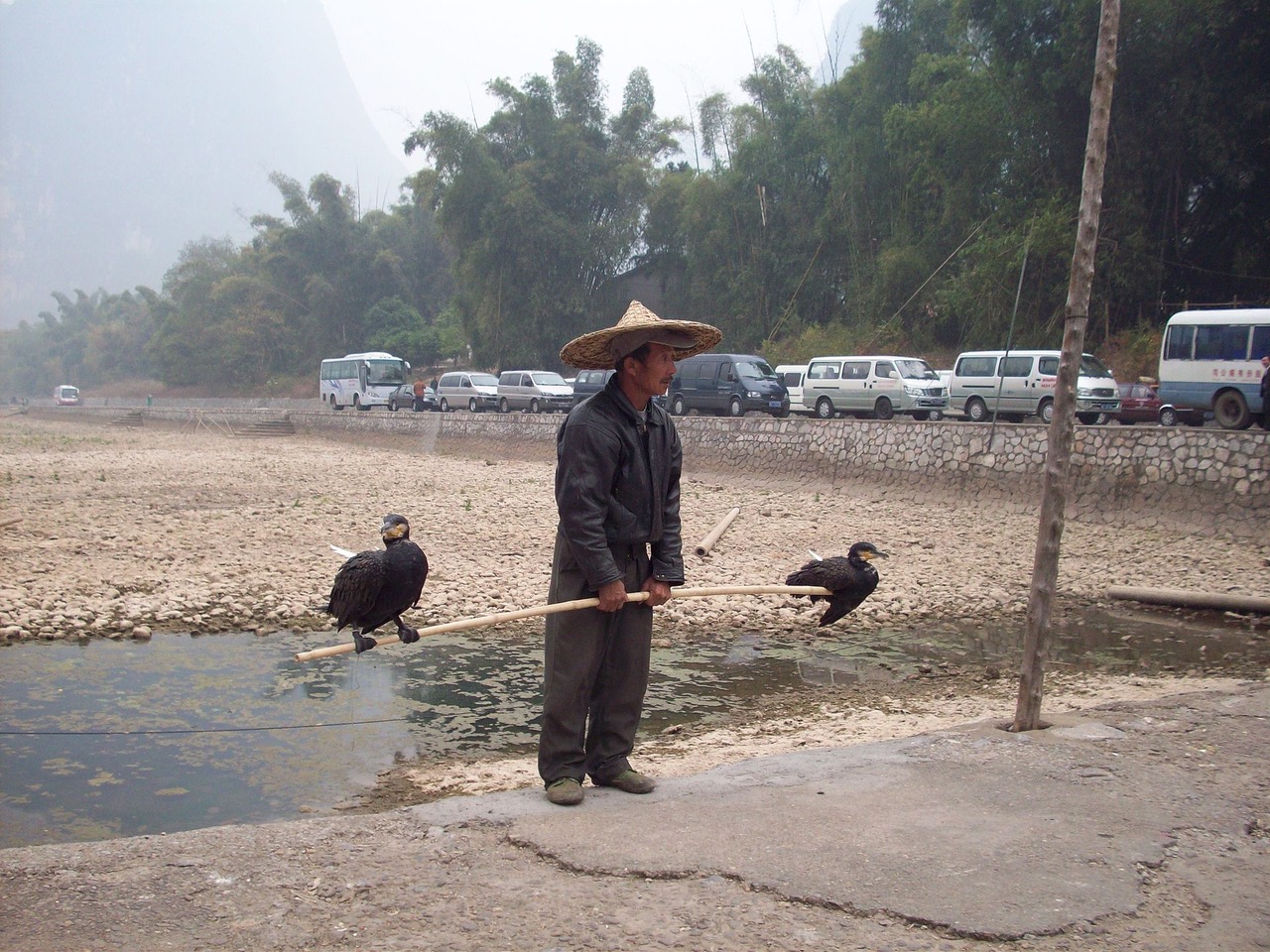 Cormorant_chinese.jpeg
