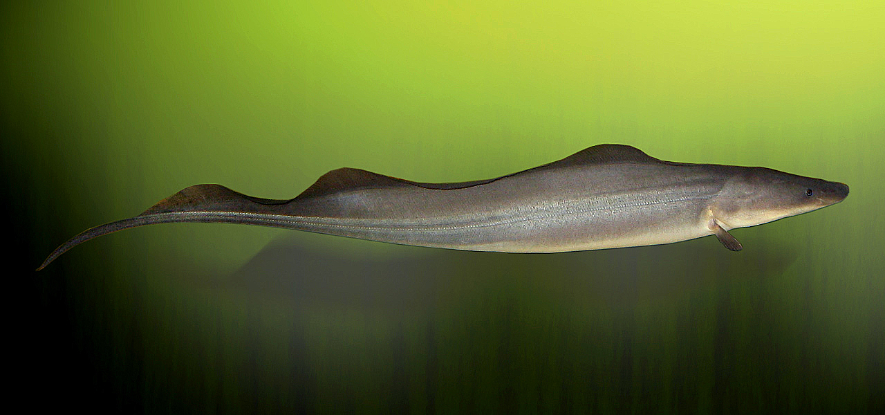Gymnarchus_niloticus005.JPG