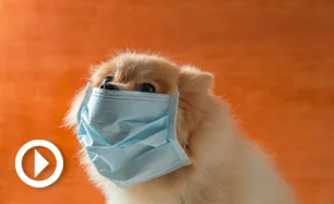 ca_pomeranian_mask_coronavirus_istock.jpg.webp