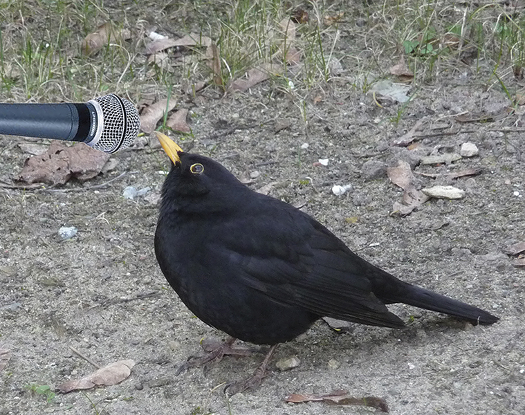 amsel.jpg