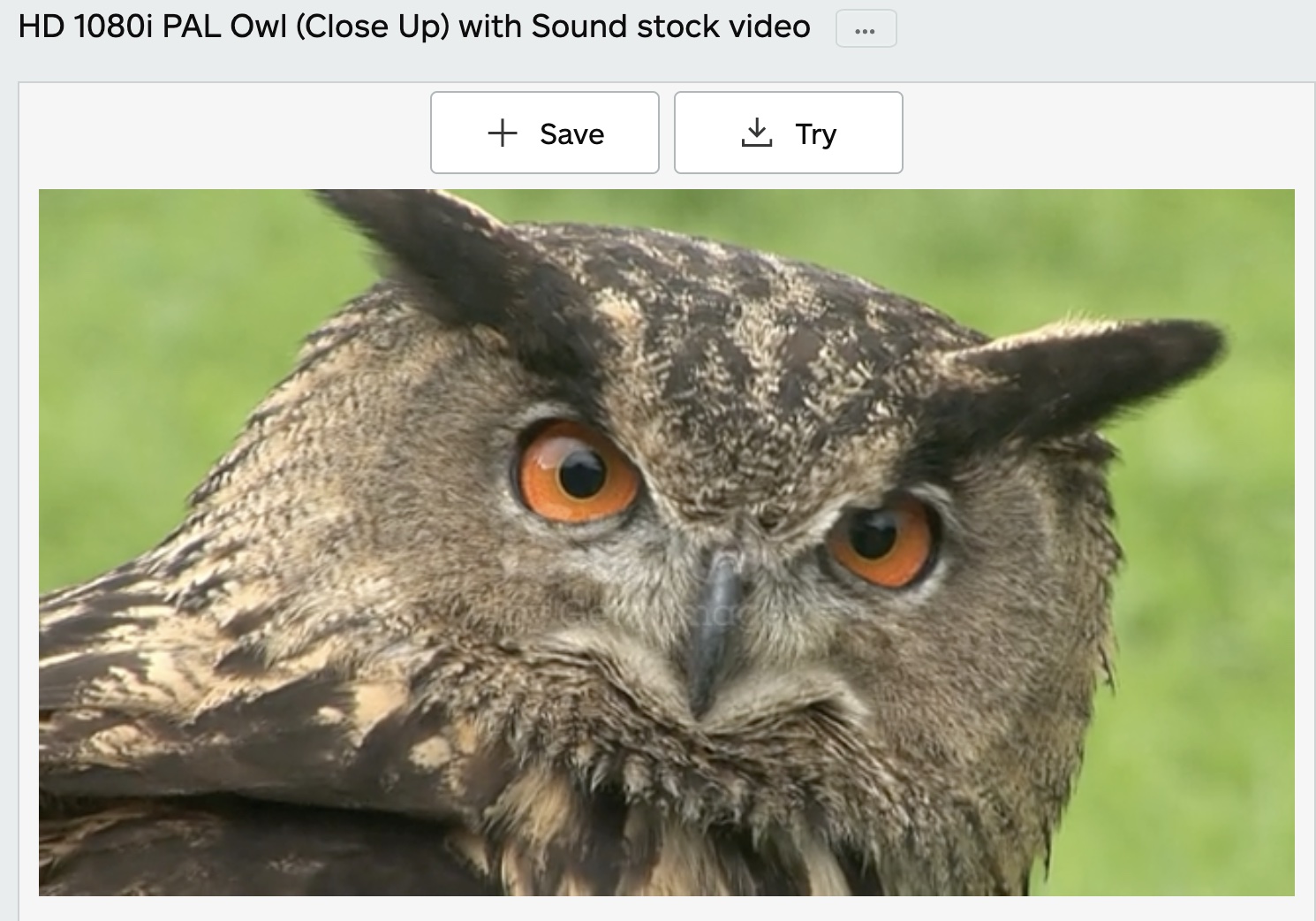 getty-images-owl-16-9.jpg