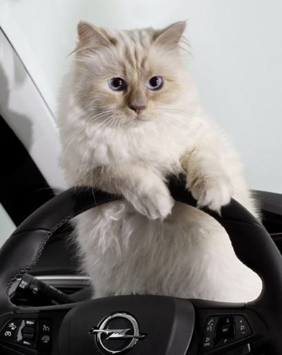 choupette-main_3068577a.jpg